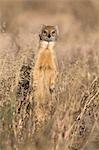 Yellow mongoose (Cynictis penicillata), Kgalagadi Transfrontier Park, South Africa, Africa