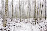 Birch Forest in Winter, Hesse, Germany