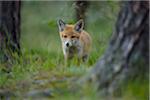 Young Red Fox (Vulpes vulpes), Germany