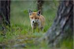 Young Red Fox (Vulpes vulpes), Germany