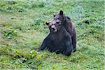 European Brown Bear (Ursus arctos) Cubs Playing on Meadow, Bavaria, Germany