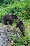 European Brown Bear Cubs (Ursus arctos) Playing on Rock, Bavaria, Germany