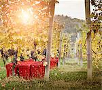 Vineyard twilight, red grapes of Nebbiolo, Barolo, Langhe, Cuneo, Piedmont, Italy