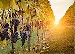 Vineyard twilight, red grapes of Nebbiolo, Barolo, Langhe, Cuneo, Piedmont, Italy