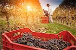 Workers harvesting red grapes of Nebbiolo, Barolo, Langhe, Cuneo, Piedmont, Italy