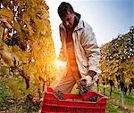 Worker harvesting red grapes of Nebbiolo, Barolo, Langhe, Cuneo, Piedmont, Italy