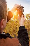 Worker holding bunch of red grapes of Nebbiolo against sunset, Barolo, Langhe, Cuneo, Piedmont, Italy