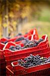 Crates of red grapes of Nebbiolo, Barolo, Langhe, Cuneo, Piedmont, Italy