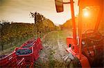 Tractor in vineyard, red grapes of Nebbiolo, Barolo, Langhe, Cuneo, Piedmont, Italy