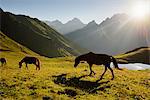 Horses grazing, Koruldi Lakes, Caucasus, Svaneti, Georgia