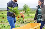 Couple on farm harvesting carrots