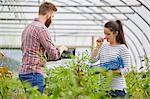 Couple in polytunnel harvesting fresh chilli peppers