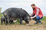 Man on farm feeding pig and piglets