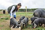 Woman on farm feeding pig and piglets