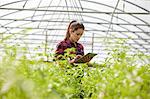 Woman in polytunnel using digital tablet