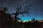 Silhouette of joshua tree and starry night sky, Joshua Tree national park, California, USA