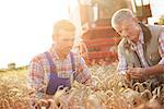 Farmers in wheat field quality checking wheat