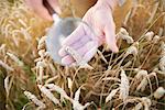 Cropped view of farmers looking through magnifying glass at ear of wheat