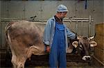 Senior male dairy farmer petting cow in shed, Sattelbergalm, Tyrol, Austria