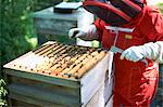 Beekeeper looking into bee hive