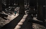 Young boy walking in forest, rear view, Sequoia National Park, California, USA