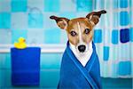 jack russell dog in a bathtub not so amused about that , with blue  towel, having a spa or wellness treatment ,in the bath or bathroom