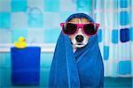 jack russell dog in a bathtub not so amused about that , with blue  towel, wearing funny sunglasses or glasses having a spa or wellness treatment