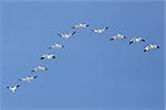 Migrating Snow Geese flying in a V formation across a blue sky.