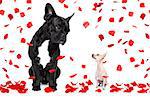 a big french bulldog and small tiny chihuahua dog looking at each other, in love  isolated on white background on valentines day, rose petals flying like rain