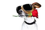 Jack russell dog in love on valentines day, rose in mouth, with sunglasses and cool gesture, isolated on white background