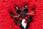 french bulldog dog lying in bed full of red rose flower petals as background  , in love on valentines day , with arrow in mouth and peace or victory fingers