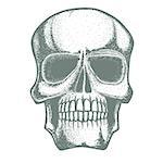 Vector skull illustration. Hand drawn skull. Spooky and scary halloween skull