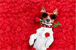 Jack russell dog lying in bed full of red  flower petals as background  , in love on valentines day, rose in mouth