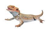 bearded dragons in front of white background