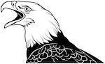Bald Eagle Head - Black Outline Illustration, Vector