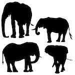 Elephant Collection - Black Silhouettes, Vector