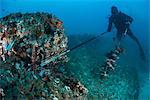 Diver collects invasive lionfish from local reef