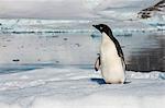 Adelie penguin (Pygoscelis adeliae) colony in Hope Bay, Antarctica, Polar Regions