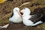 Colony of black-browed albatross (Thalassarche melanophris), Saunders Island, Falklands, South America