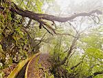 View of the Levada da Serra do Faial on the part from Ribeiro Frio to Portela, Madeira, Portugal, Europe