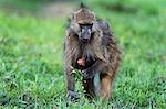 Chacma baboon (Papio hamadryas ursinus), Chobe National Park, Botswana, Africa