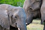 Two African elephants (Loxodonta africana) female and a sub-adult, Khwai Concession, Okavango Delta, Botswana, Africa