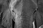 Close-up portrait of an African elephant (Loxodonta africana), Khwai Concession, Okavango Delta, Botswana, Africa