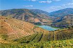 Vineyards and the Douro River, Alto Douro Wine Valley, UNESCO World Heritage Site, Portugal, Europe