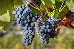 Grapes on vine, Alto Douro Wine Valley, UNESCO World Heritage Site, Portugal, Europe