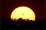 France, Normandy. Sunset over Agon-Coutainville. Seagull flying before the sun.