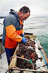 Traditional Sustainable Oyster Fishing. A man sorting oysters on a boat deck.