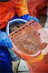 A fisherman pouring harvested oysters into a net bag for sale, traditional sustainable oyster fishing on the River Fal.