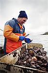 A fisherman working on a boat deck, sorting out oysters and other shellfish. Traditional sustainable oyster fishing on the River Fal.