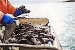 A fisherman working on a boat deck, sorting out oysters and other shellfish. Traditional sustainable oyster fishing on the River Fal.